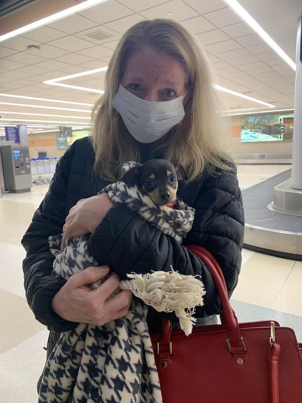 Customer photo of Chihuahua puppy from David A.