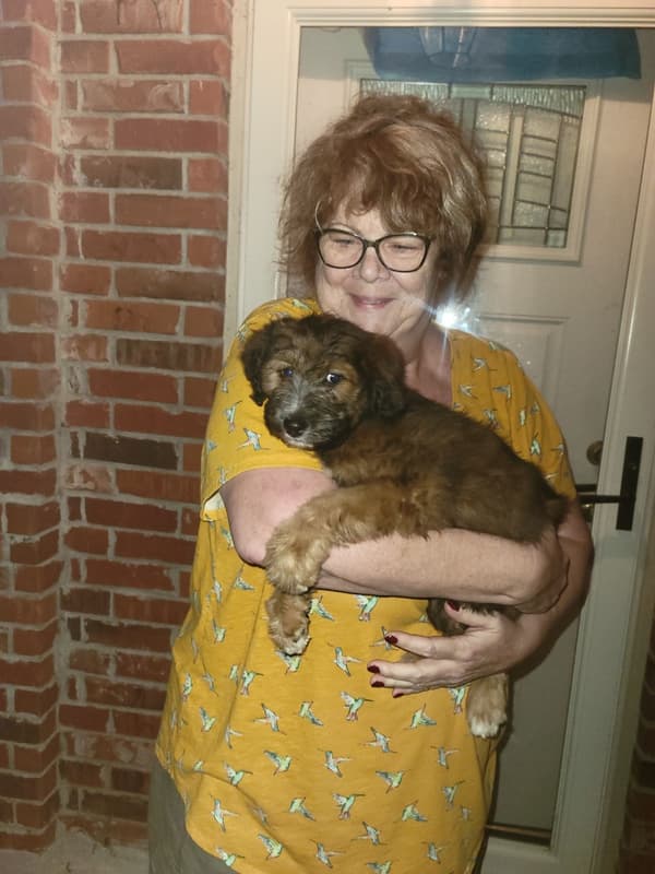 Customer photo of Aussiedoodle puppy from Kelly S. 