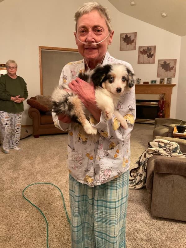 Customer photo of Miniature Australian Shepherd puppy from Sue N.