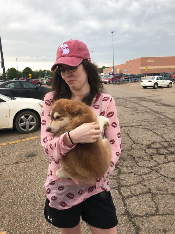 Customer photo of Pomsky puppy from Nicole K.