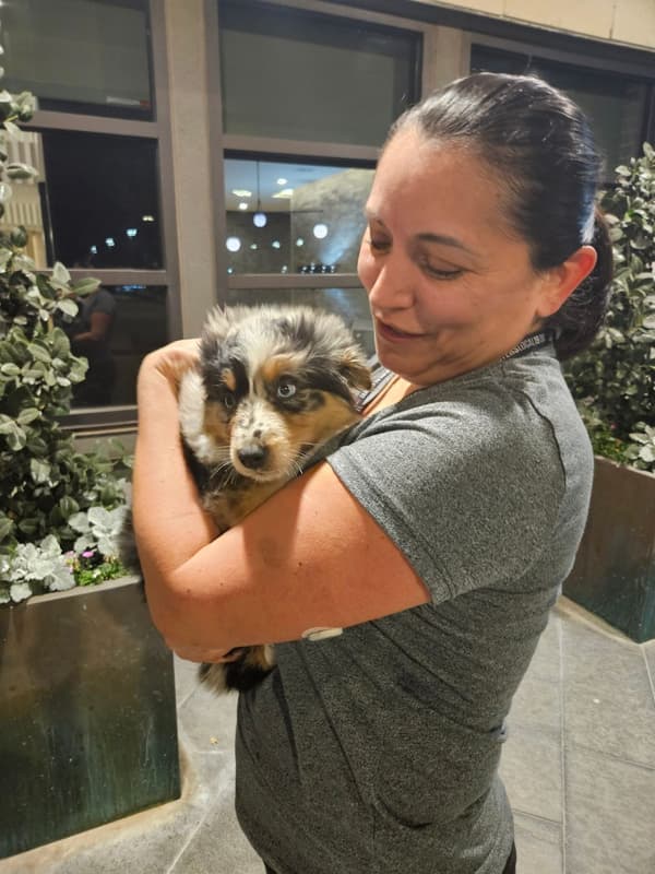 Customer photo of Miniature Australian Shepherd puppy from Luz P.
