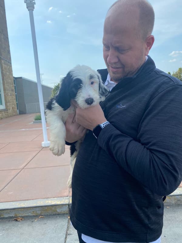 Customer photo of Sheepadoodle puppy from Kim K.