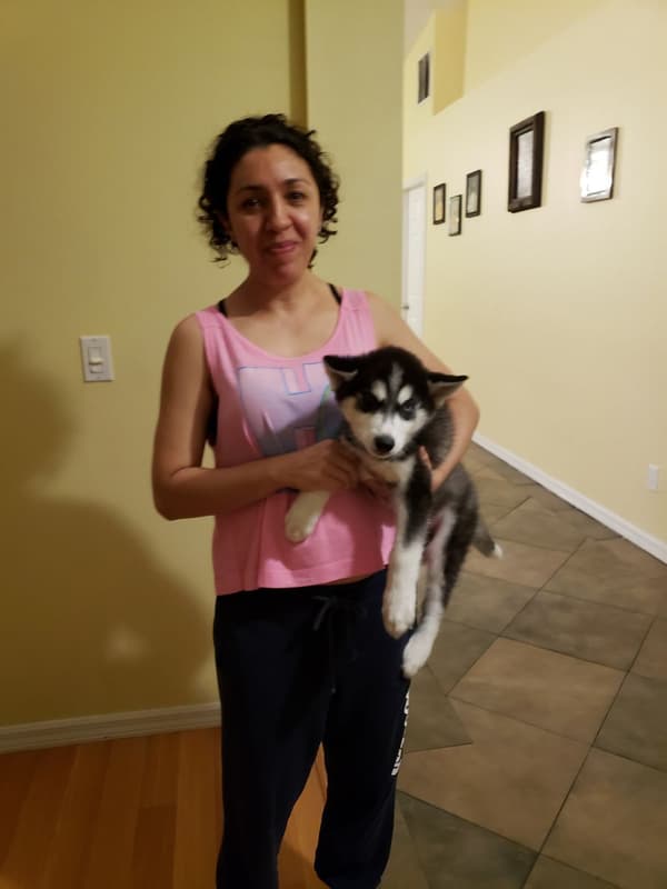 Customer photo of Pomsky puppy from Maria S.