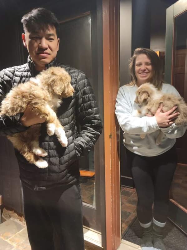 Customer photo of Aussiedoodle puppy from Chung Y.