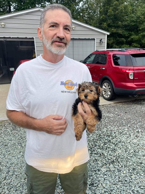 Customer photo of Yorkshire Terrier - Yorkie puppy from Rick M.
