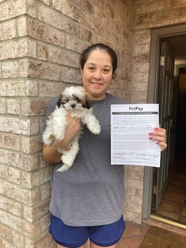 Customer photo of Shih Tzu puppy from Amanda U.