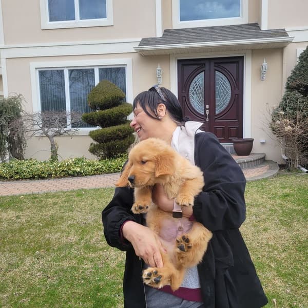 Customer photo of Golden Retriever puppy from Dee K.