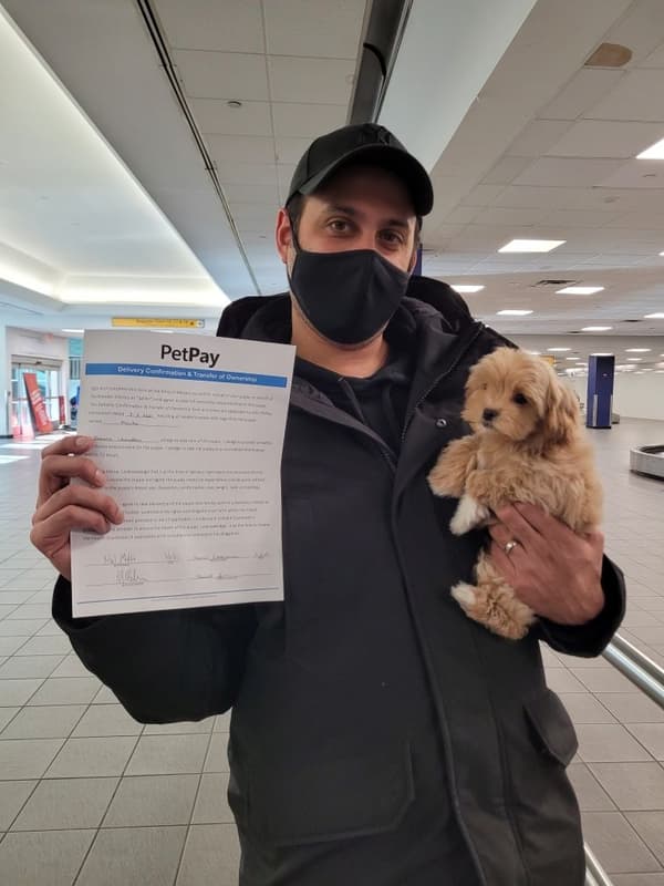 Customer photo of Peekapoo puppy from Sheena C.