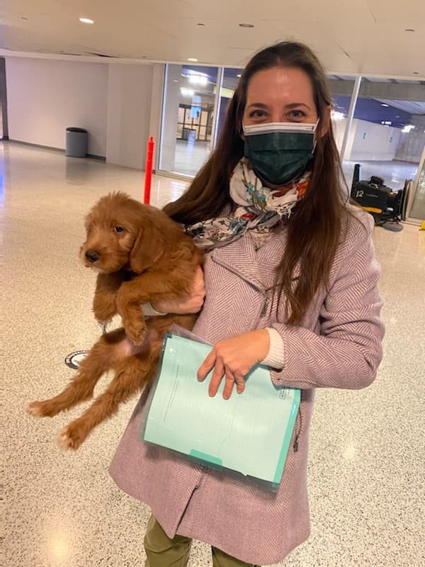 Customer photo of Labradoodle puppy from Maria Sarcone