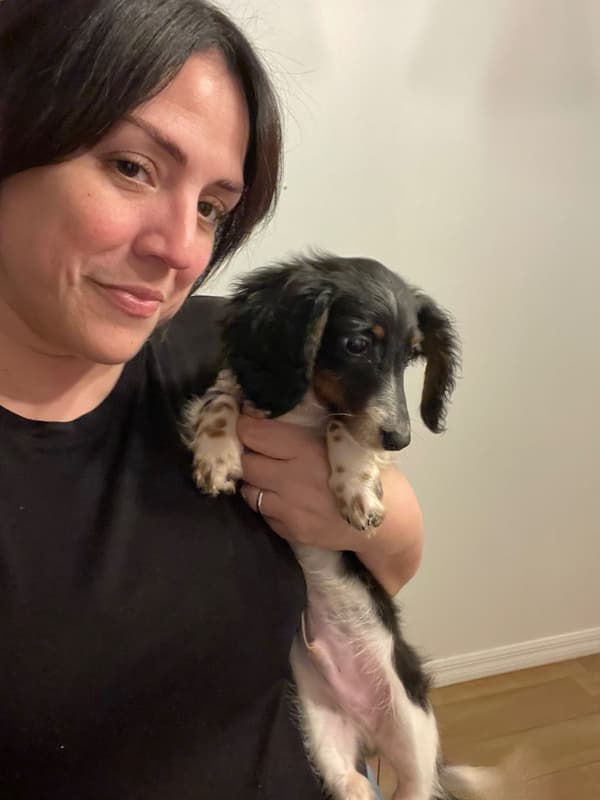 Customer photo of Dachshund, Mini puppy from Denise M.