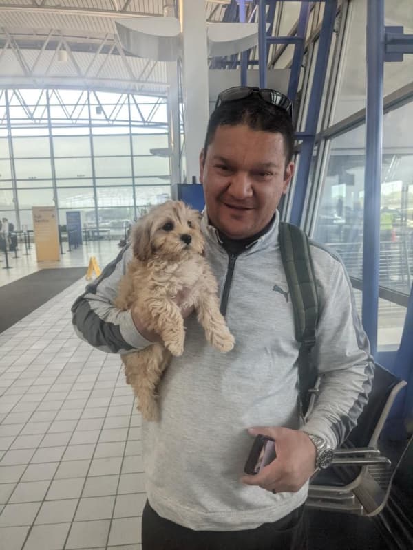 Customer photo of Cavapoo puppy from Joyce S.