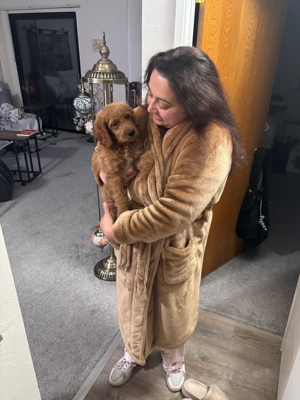 Customer photo of Goldendoodle, Mini puppy from Pawanjit D.