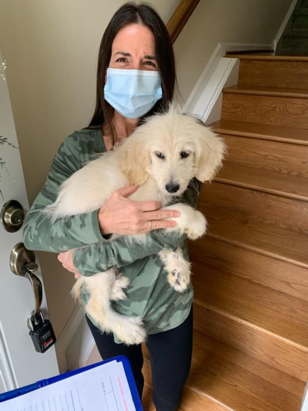 Customer photo of Goldendoodle puppy from Tanya W.