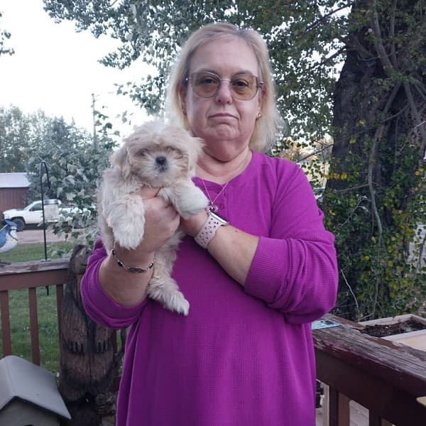 Customer photo of Shih Tzu puppy from Lee A.