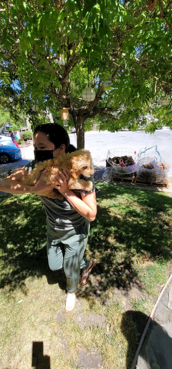 Customer photo of Goldendoodle, Mini puppy from Mercedes R.