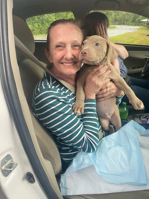 Customer photo of American Bully puppy from Frances G.