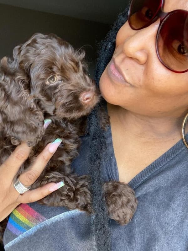 Customer photo of Cockapoo puppy from Tennicesha T.