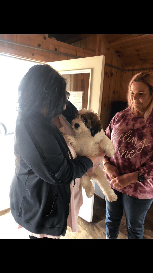 Customer photo of Saint Berdoodle - St. Berdoodle puppy from Jacqueline D.