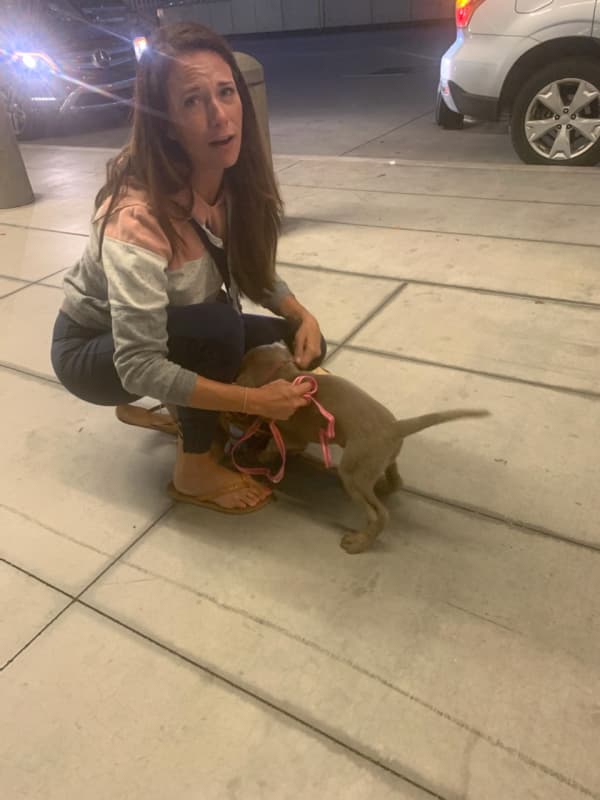 Customer photo of Labrador Retriever puppy from Janell W.