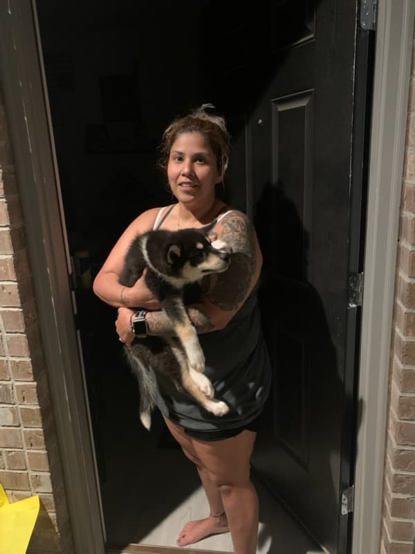 Customer photo of Pomsky puppy from Alexandria J.