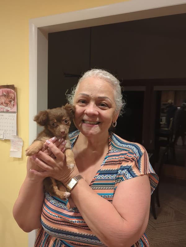 Customer photo of Chihuahua puppy from Diane H.