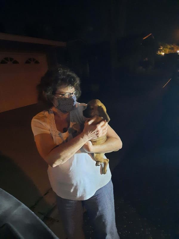 Customer photo of Puggle puppy from Donna F.