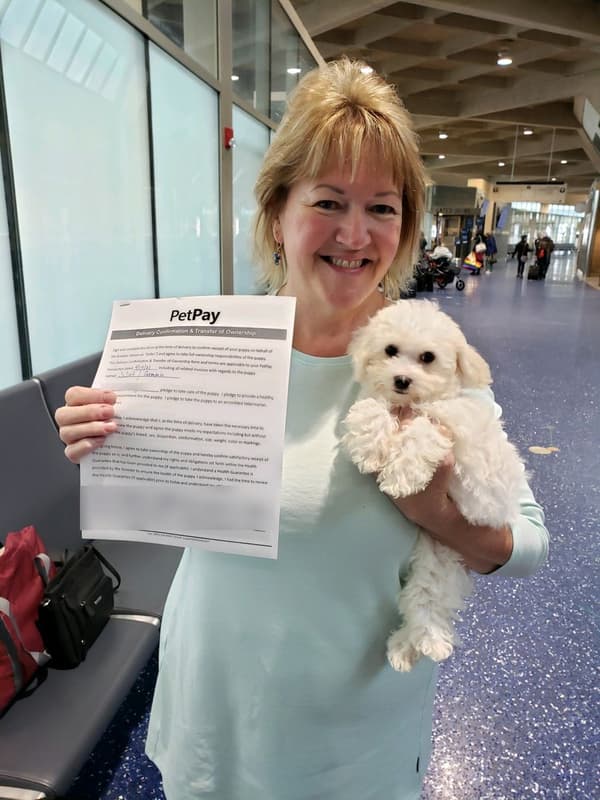 Customer photo of Bichon Frise puppy from Dorene W.