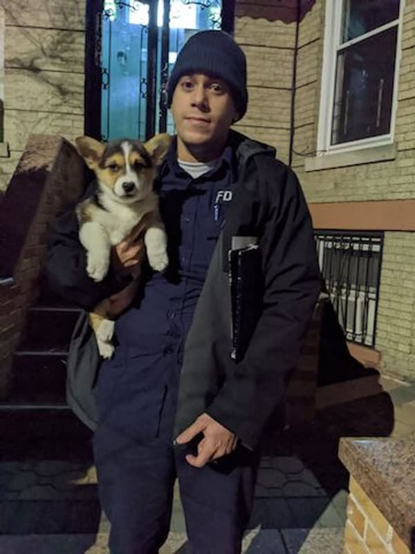 Customer photo of Corgi, Pembroke Welsh puppy from Rafael R.