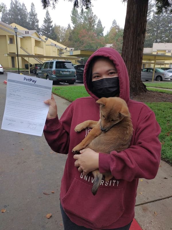 Customer photo of Shiba Inu puppy from Melinda M.