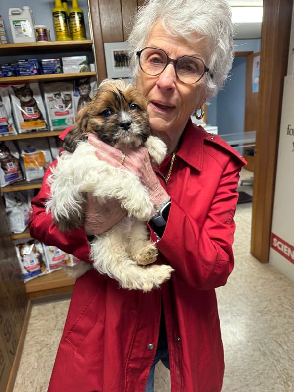 Customer photo of Shih Tzu puppy from Maria S.