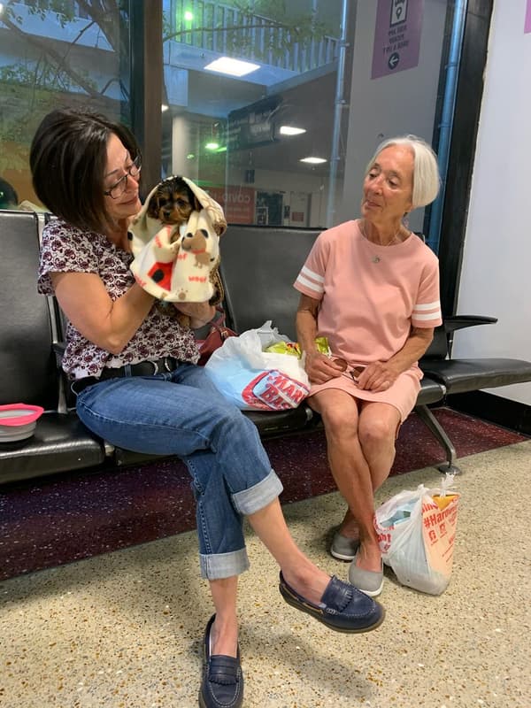 Customer photo of Yorkshire Terrier - Yorkie puppy from Kelly P.