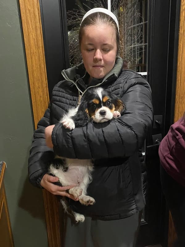 Customer photo of Cavalier King Charles Spaniel puppy from Jill J.