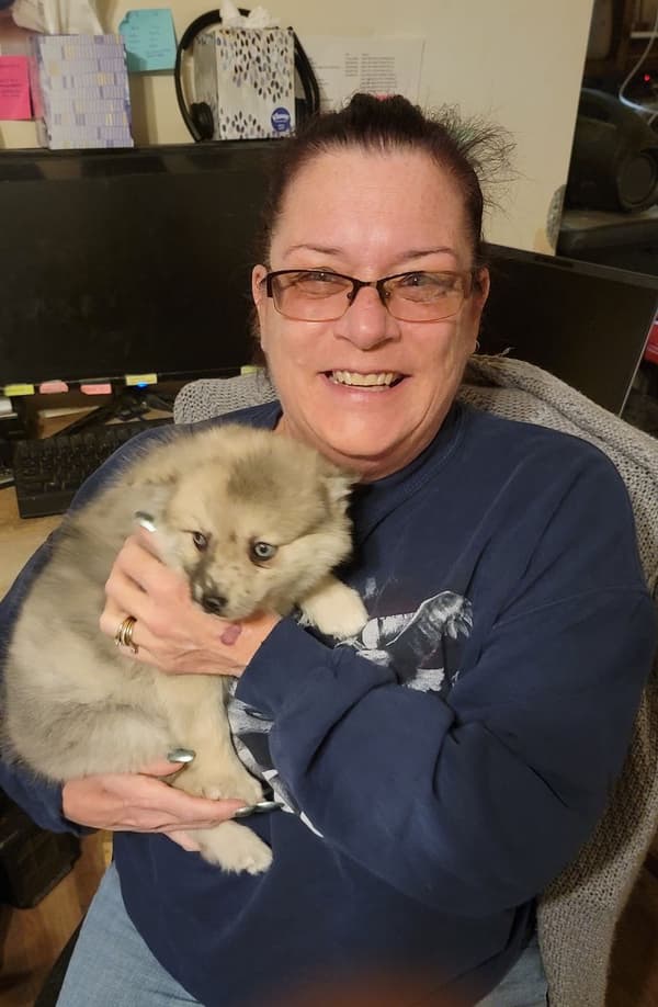 Customer photo of Pomsky puppy from Tracy A.