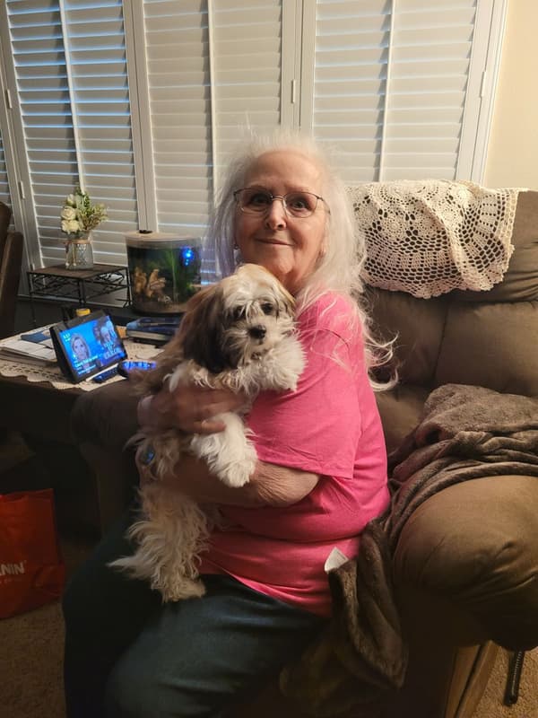 Customer photo of Shih Apso puppy from Mitzi B.