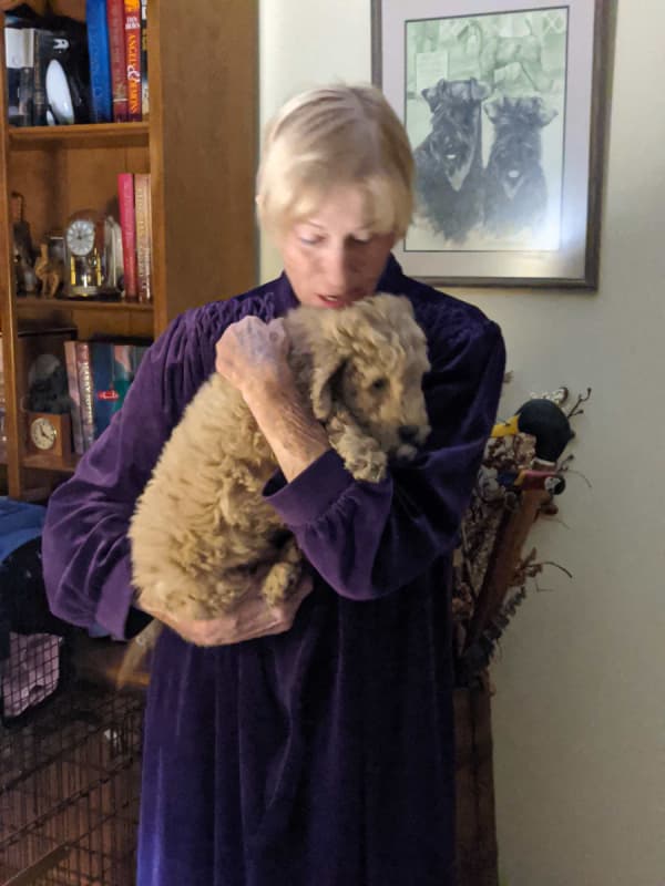 Customer photo of Goldendoodle, Mini puppy from Suzanne R.