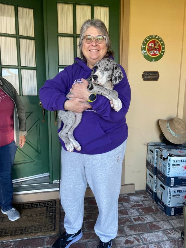 Customer photo of Great Dane puppy from Kelly M.