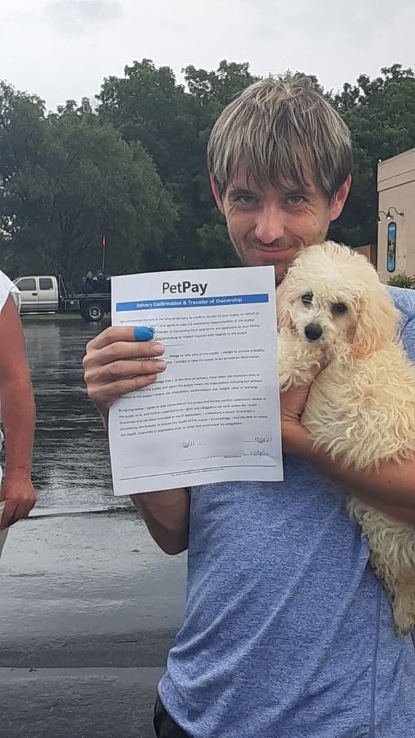 Customer photo of Bich-Poo - Bichpoo puppy from David B.