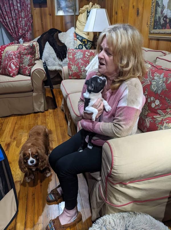 Customer photo of Boston Terrier puppy from Emily P.