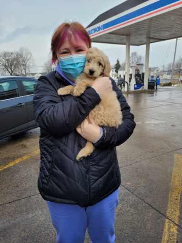Customer photo of Goldendoodle, Mini puppy from Kerry & Patrick M.