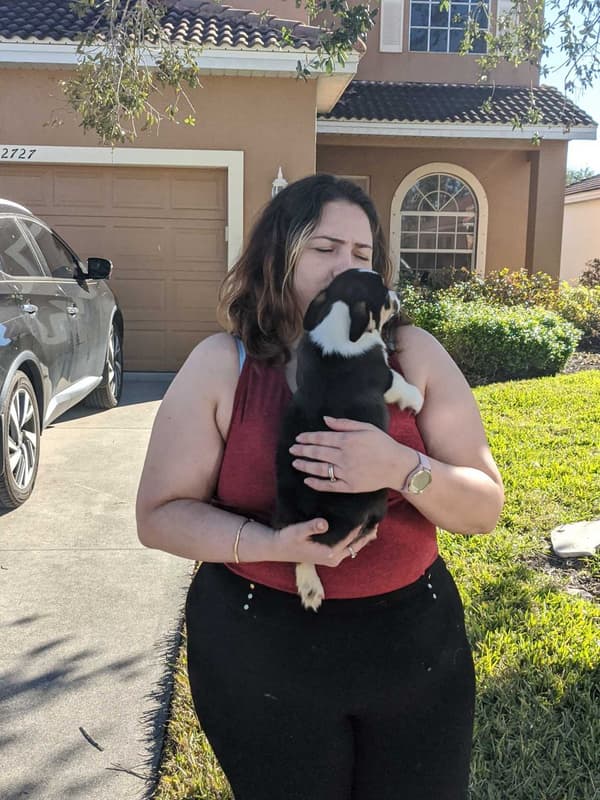 Customer photo of Corgi, Pembroke Welsh puppy from Cindy B.