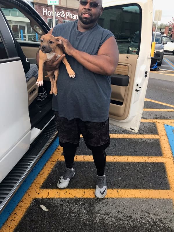 Customer photo of American Bully puppy from Willie W. 
