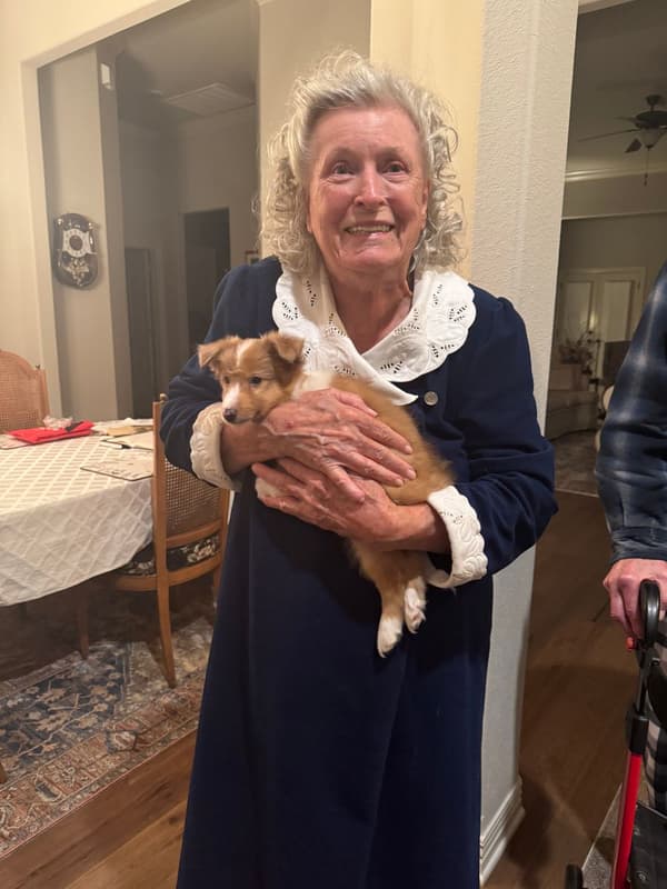 Customer photo of Shetland Sheepdog - Sheltie puppy from Felicita D.