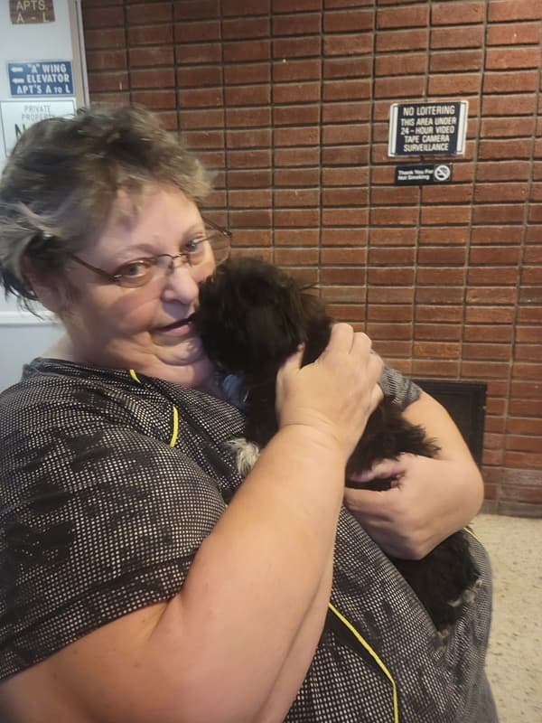 Customer photo of Shih-Poo - Shihpoo puppy from Robin M.