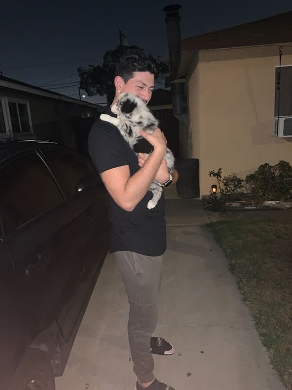 Customer photo of Miniature Australian Shepherd puppy from Alejandro C.