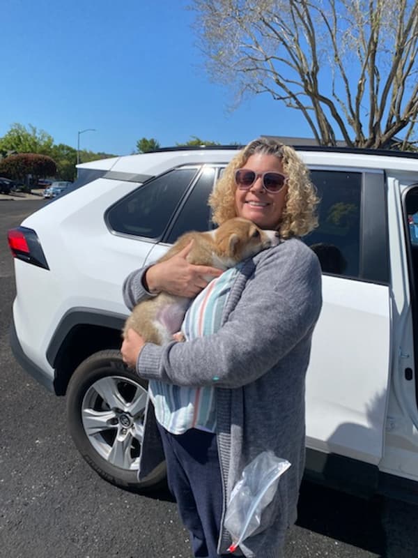 Customer photo of Corgi, Pembroke Welsh puppy from Kelly N.