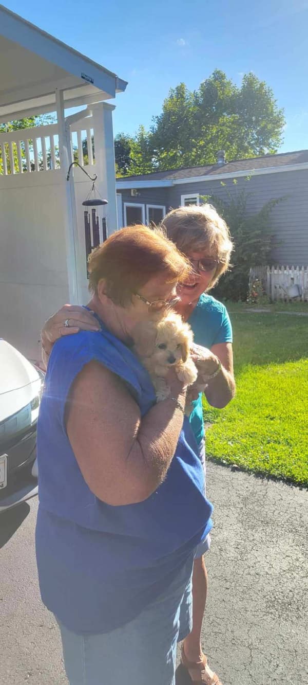 Customer photo of Shih-Poo - Shihpoo puppy from Cecelia P.