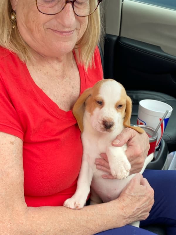 Customer photo of Beagle puppy from Steve C.