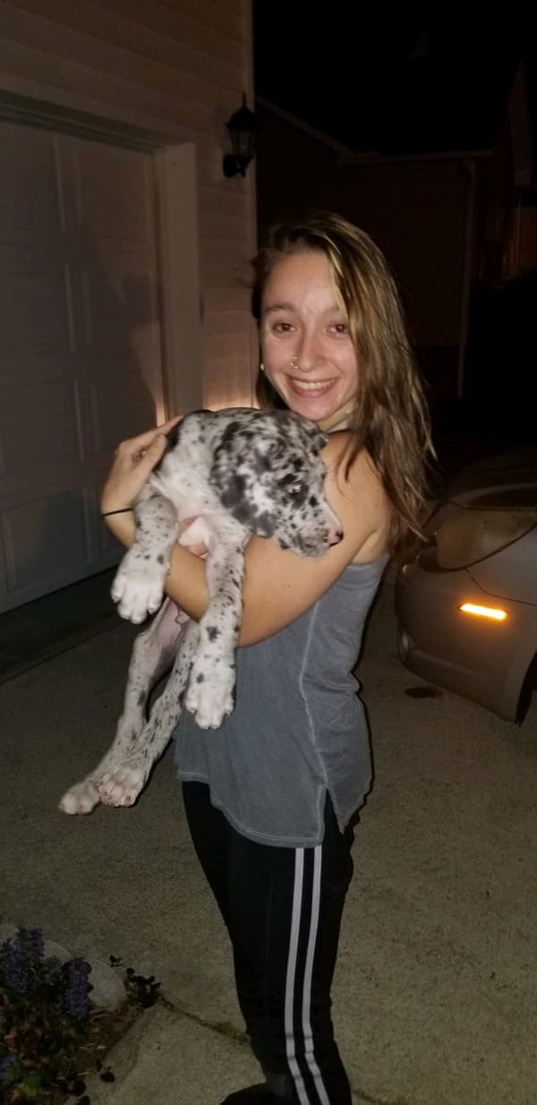 Customer photo of Great Dane puppy from Renee W.