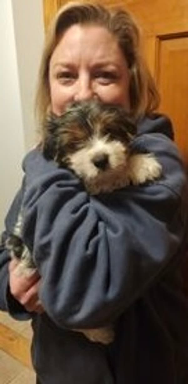 Customer photo of Yorkshire Terrier - Yorkie puppy from Rachael K.