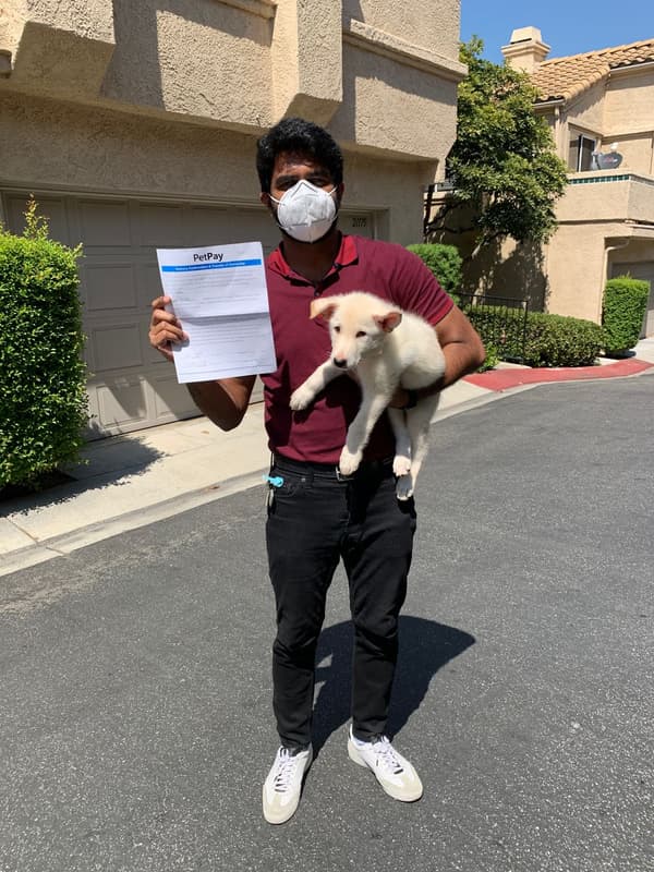 Customer photo of German Shepherd puppy from Tulsi A.